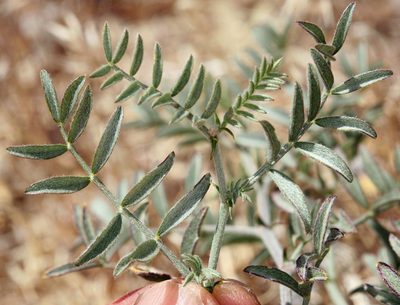 Astragalus sepultipes, photographed by Steve Matson