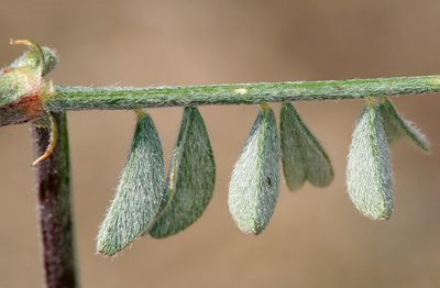 Astragalus sepultipes, photographed by Steve Matson