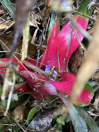 Neoregelia carolinae, photographed by Jean-Paul Boerekamps