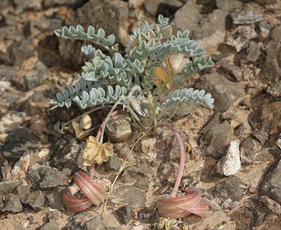 Astragalus tidestromii, photographed by Steve Matson