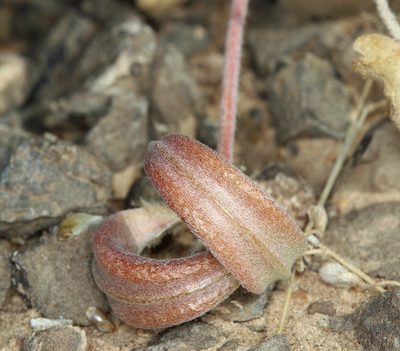 Astragalus tidestromii, photographed by Steve Matson