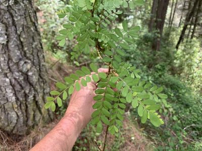 Sophora tetraptera, photographed by Mark Roper