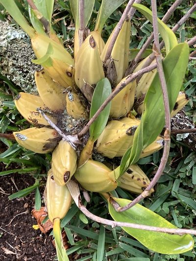 Oncidium leucochilum, photographed by Juanito Escamilla