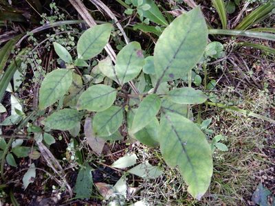 Coprosma tenuifolia, photographed by Kate McAlpine