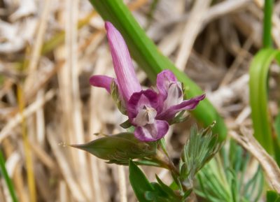 Corydalis densiflora, photographed by Emanuele Santarelli