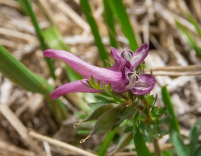 Corydalis densiflora, photographed by Emanuele Santarelli