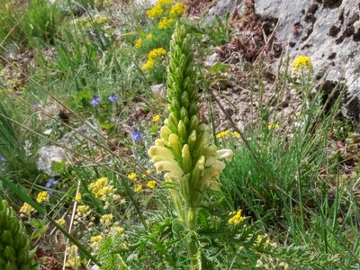 Pedicularis comosa, photographed by Emanuele Santarelli