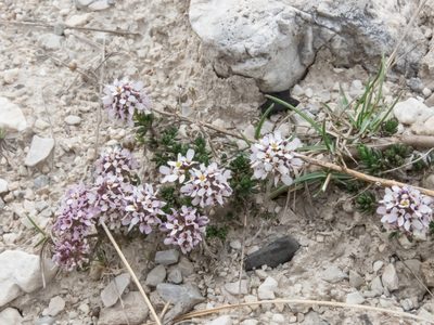 Iberis saxatilis, photographed by Emanuele Santarelli