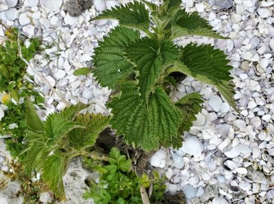 Urtica australis, photographed by rempson