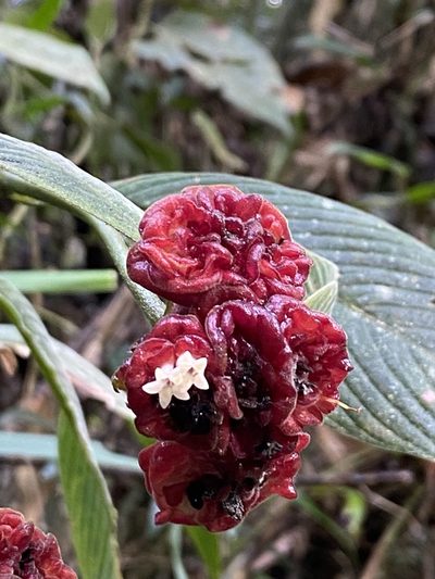 Palicourea ruelliifolia, photographed by Jean-Paul Boerekamps