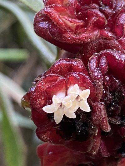 Palicourea ruelliifolia, photographed by Jean-Paul Boerekamps