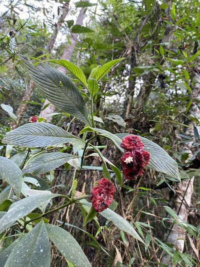 Palicourea ruelliifolia, photographed by Jean-Paul Boerekamps