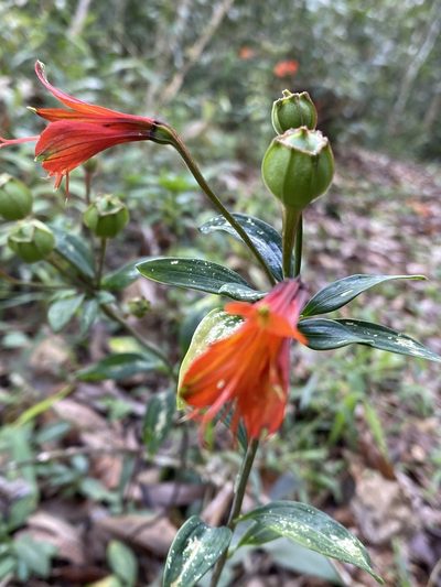 Alstroemeria cunha, photographed by Jean-Paul Boerekamps