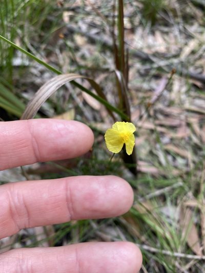 Xyris juncea, photographed by Greg Tasney