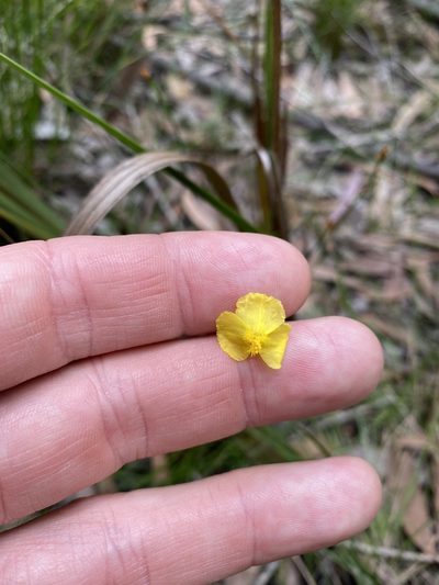 Xyris juncea, photographed by Greg Tasney