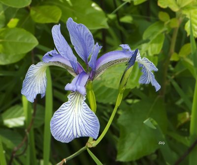 Iris prismatica, photographed by Seig