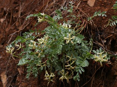 Astragalus webberi, photographed by Steve Matson
