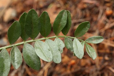 Astragalus webberi, photographed by Steve Matson