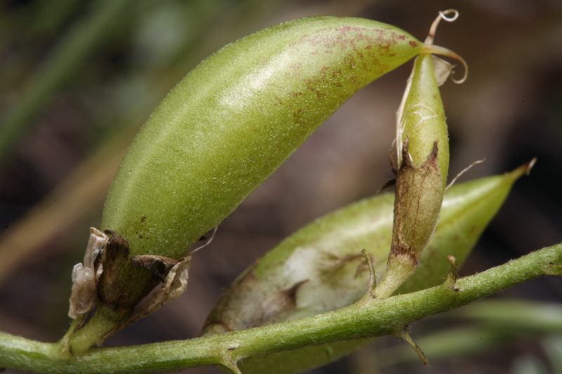Astragalus webberi, photographed by Steve Matson