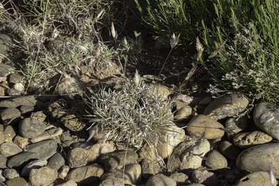 Erioneuron pilosum, photographed by Craig Martin