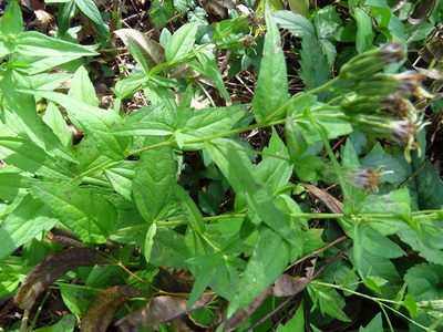 Brickellia eupatorioides, photographed by Annika Lindqvist