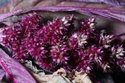 Amaranthus cruentus, photographed by Steven Bodzin
