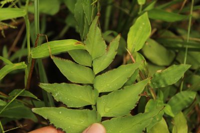 Adiantum petiolatum, photographed by Andrés Ramírez-Barrera
