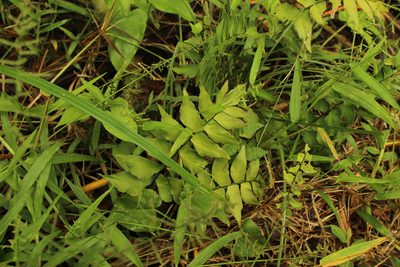 Adiantum petiolatum, photographed by Andrés Ramírez-Barrera