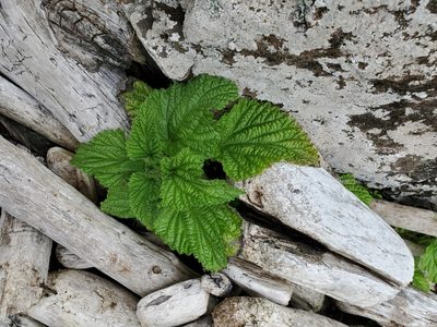 Urtica australis, photographed by rempson
