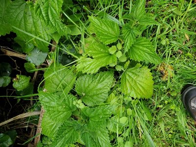 Urtica australis, photographed by rempson