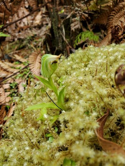 Pterostylis silvicultrix, photographed by rempson