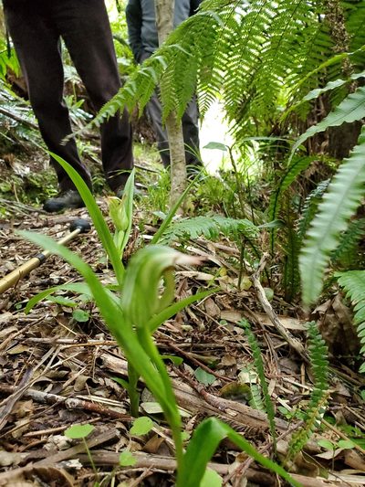 Pterostylis silvicultrix, photographed by rempson