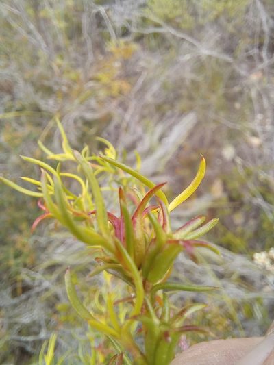 Carpacoce vaginellata, photographed by kevin koen