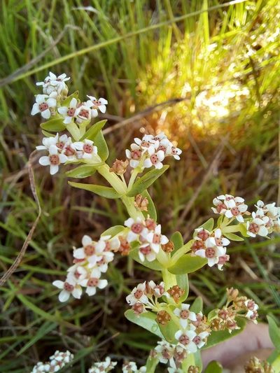 Crassula inanis, photographed by kevin koen