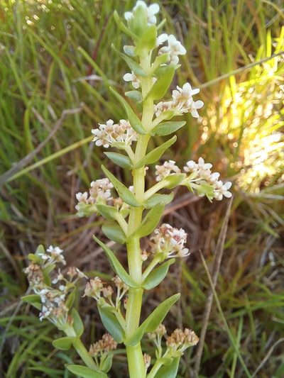 Crassula inanis, photographed by kevin koen