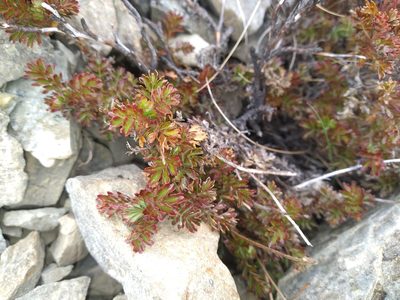 Acaena glabra, photographed by Leon Perrie