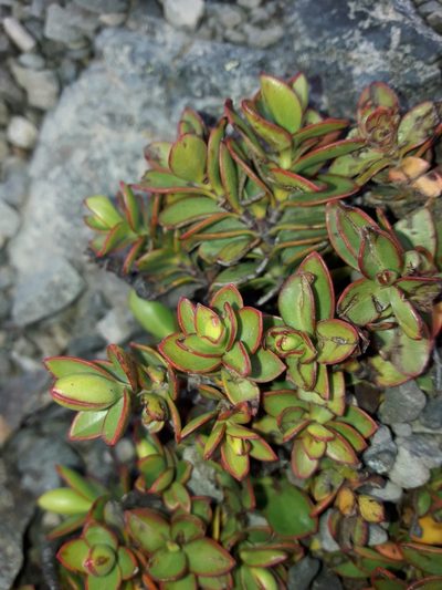 Veronica decumbens, photographed by naturewatchwidow