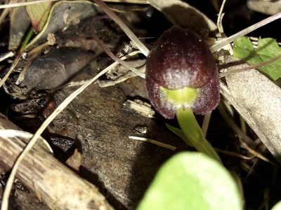 Corybas sulcatus, photographed by naturewatchwidow