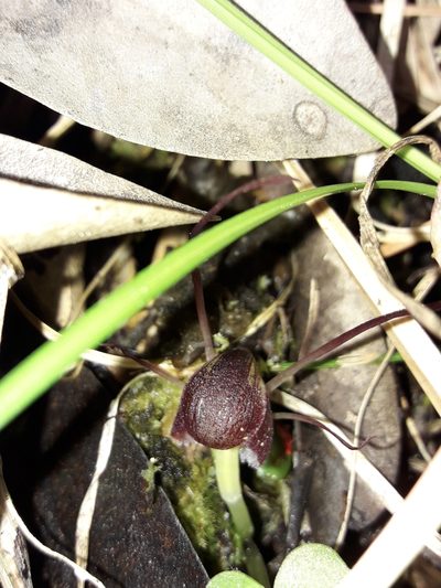 Corybas sulcatus, photographed by naturewatchwidow