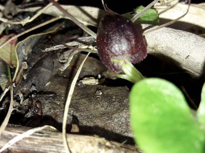 Corybas sulcatus, photographed by naturewatchwidow