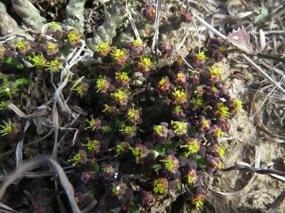 Euphorbia procumbens, photographed by James Deacon