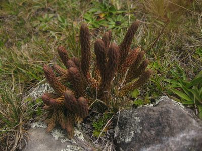 Phlegmariurus crassus, photographed by Kevin Judge