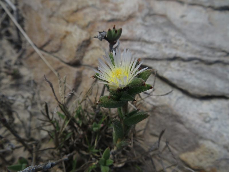 Trichodiadema orientale, photographed by James Deacon