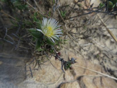 Trichodiadema orientale, photographed by James Deacon