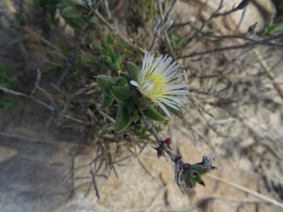 Trichodiadema orientale, photographed by James Deacon