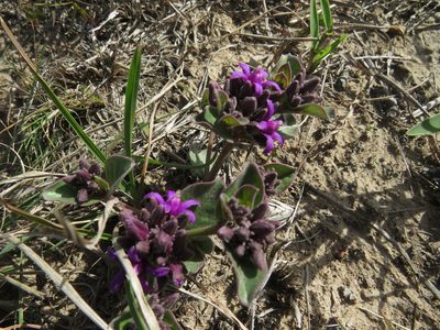 Raphionacme hirsuta, photographed by James Deacon