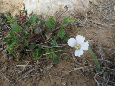 Monsonia emarginata, photographed by James Deacon