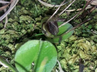 Corybas orbiculatus, photographed by naturewatchwidow