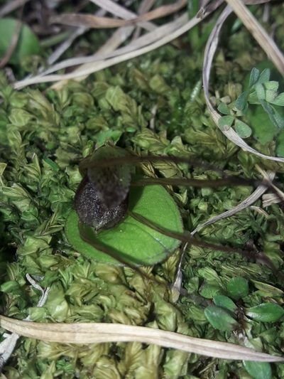 Corybas orbiculatus, photographed by naturewatchwidow