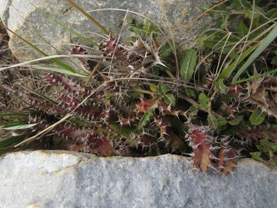 Euphorbia stellata, photographed by James Deacon